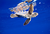 MAM 03 JM0036 01
Baby Loggerhead Turtle Bahamas