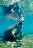 MAM 03 JM0037 01
West Indian Manatee Swimming Florida