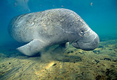 MAM 03 JM0038 01
West Indian Manatee Swimming Florida