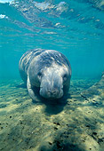 MAM 03 JM0039 01
West Indian Manatee Swimming Florida