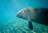 MAM 03 JM0040 01
West Indian Manatee Swimming Florida