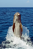 MAM 03 JM0041 01
Bottlenose Dolphin Tail Walking Caribbean Sea Honduras