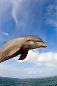 MAM 03 JM0042 01
Bottlenose Dolphin Leaping Out Of Water Caribbean Sea Honduras