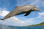 MAM 03 JM0043 01
Bottlenose Dolphin Leaping Out Of Water Caribbean Sea Honduras