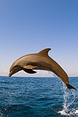 MAM 03 JM0045 01
Bottlenose Dolphin Leaping Out Of Water Caribbean Sea Honduras