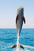 MAM 03 JM0046 01
Bottlenose Dolphin Leaping Out Of Water Caribbean Sea Honduras