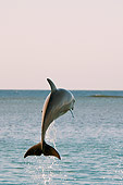 MAM 03 JM0048 01
Bottlenose Dolphin Leaping Out Of Water Caribbean Sea Honduras