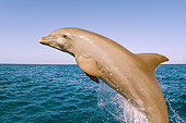 MAM 03 JM0049 01
Bottlenose Dolphin Leaping Out Of Water Caribbean Sea Honduras