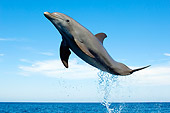 MAM 03 JM0050 01
Bottlenose Dolphin Leaping Out Of Water Caribbean Sea Honduras