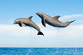 MAM 03 JM0053 01
Two Bottlenose Dolphins Leaping Out Of Water Caribbean Sea Honduras