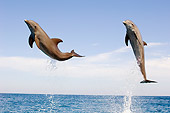 MAM 03 JM0053 03
Two Bottlenose Dolphins Leaping Out Of Water Caribbean Sea Honduras