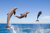 MAM 03 JM0054 01
Three Bottlenose Dolphins Leaping Out Of Water Caribbean Sea Honduras