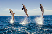 MAM 03 JM0055 01
Three Bottlenose Dolphins Leaping Out Of Water Caribbean Sea Honduras
