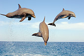 MAM 03 JM0056 01
Three Bottlenose Dolphins Leaping Out Of Water Caribbean Sea Honduras