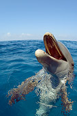 MAM 03 JM0057 01
Bottlenose Dolphin Chattering Caribbean Sea Honduras
