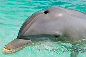 MAM 03 JM0058 01
Bottlenose Dolphin Swimming Caribbean Sea Honduras