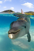 MAM 03 JM0059 01
Bottlenose Dolphin Swimming Caribbean Sea Honduras