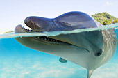 MAM 03 JM0060 01
Bottlenose Dolphin Swimming Caribbean Sea Honduras
