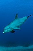 MAM 03 JM0061 01
Bottlenose Dolphin Swimming Caribbean Sea Honduras