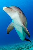 MAM 03 JM0062 01
Bottlenose Dolphin Swimming Caribbean Sea Honduras