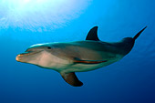 MAM 03 JM0063 01
Bottlenose Dolphin Swimming Caribbean Sea Honduras