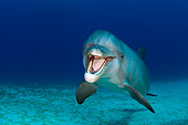 MAM 03 JM0064 01
Bottlenose Dolphin Swimming Caribbean Sea Honduras