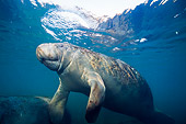 MAM 03 JM0065 01
West Indian Manatee Swimming Florida