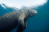 MAM 03 JM0066 01
West Indian Manatee Swimming Florida