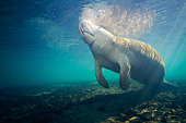 MAM 03 JM0067 01
West Indian Manatee Swimming Florida
