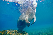 MAM 03 JM0068 01
West Indian Manatee Swimming Florida