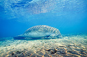MAM 03 JM0069 01
West Indian Manatee Grazing In Shallows Florida