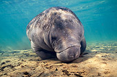 MAM 03 JM0070 01
West Indian Manatee Grazing In Shallows Florida