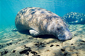 MAM 03 JM0071 01
West Indian Manatee Grazing In Shallows Florida