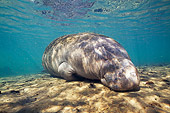 MAM 03 JM0072 01
West Indian Manatee Grazing In Shallows Florida