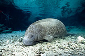 MAM 03 JM0073 01
West Indian Manatee Grazing In Shallows Florida