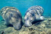 MAM 03 JM0074 01
Two West Indian Manatee Grazing In Shallows Florida