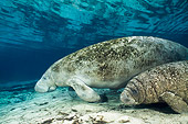 MAM 03 JM0076 01
West Indian Manatee Cow Swimming With Calf In Shallows Florida
