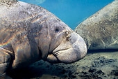 MAM 03 JM0077 01
Shoulder Shot Of West Indian Manatee Swimming In Shallows Florida