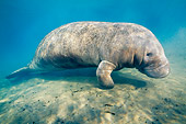 MAM 03 JM0078 01
West Indian Manatee Swimming In Shallows Florida