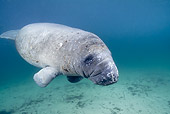 MAM 03 JM0079 01
West Indian Manatee Swimming In Shallows Florida