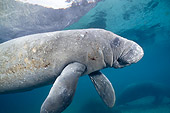 MAM 03 JM0080 01
West Indian Manatee Swimming In Shallows Florida