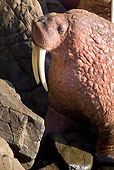 MAM 03 JM0083 01
Head Shot Of Pacific Walrus Sitting By Water On Rock