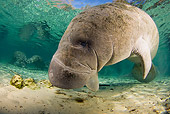 MAM 03 JM0084 01
West Indian Manatee Swimming In Shallows Florida