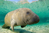 MAM 03 JM0085 01
West Indian Manatee Swimming In Shallows Florida