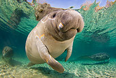MAM 03 JM0086 01
West Indian Manatee Swimming In Shallows Florida