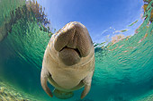 MAM 03 JM0087 01
West Indian Manatee Swimming In Shallows Florida