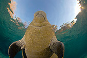 MAM 03 JM0088 01
West Indian Manatee Swimming In Shallows Florida