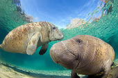 MAM 03 JM0089 01
Two West Indian Manatees Swimming In Shallows Florida