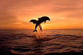 MAM 03 KH0001 01
Silhouette Of Two Bottlenose Dolphins Leaping Out Of Ocean At Sunset