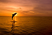 MAM 03 KH0002 01
Silhouette Of Bottlenose Dolphin Leaping Out Of Ocean At Sunset